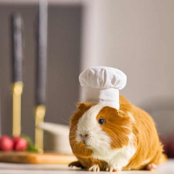 FRISCO Chef Guinea Pig Costume Hat, One Size - Chewy.com