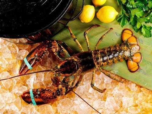Lobster - Live, North American, Cold Water, Wild, Hardshell, 2lb