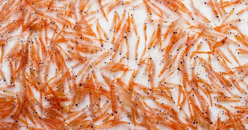 fish_fallbacks_species_krill.webp