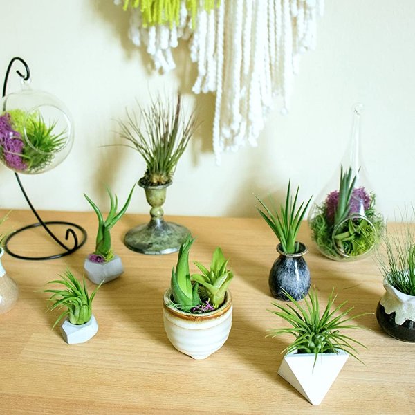 Plants for Pets Store 6 Air Plant Variety Pack