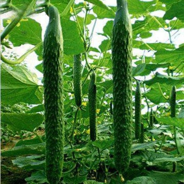 Dark green Chinese Cucumber Non-GMO Spiny Cucumber 刺黄瓜 | Etsy