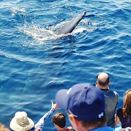 Book Now: 2.5-Hour Whale-Watching and Dolphin Tour from Newport Landing Whale Watching (Up to 55% Off).