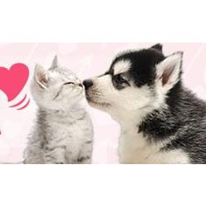 "Treat Your Pet" Valentine's Day Sale @ Wag.com