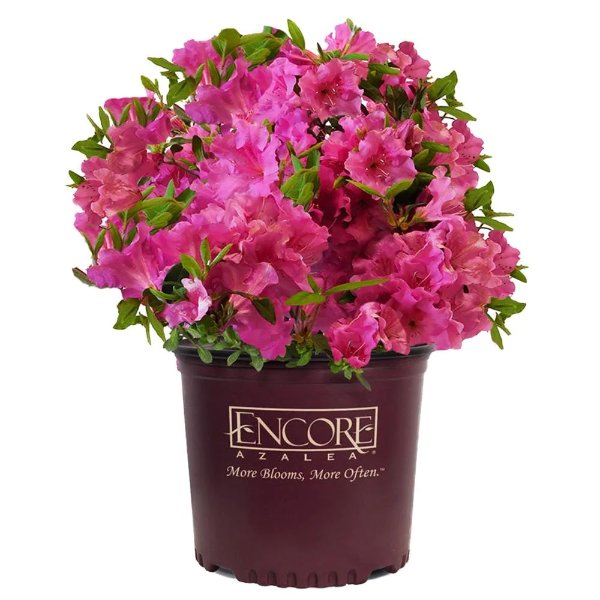 2 Gal. Autumn Royalty Shrub with Purple Flowers