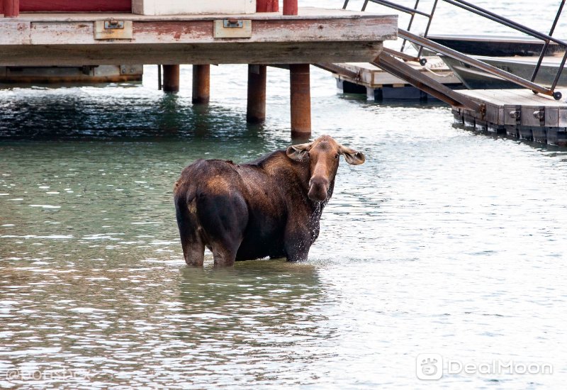 moose_3.jpg