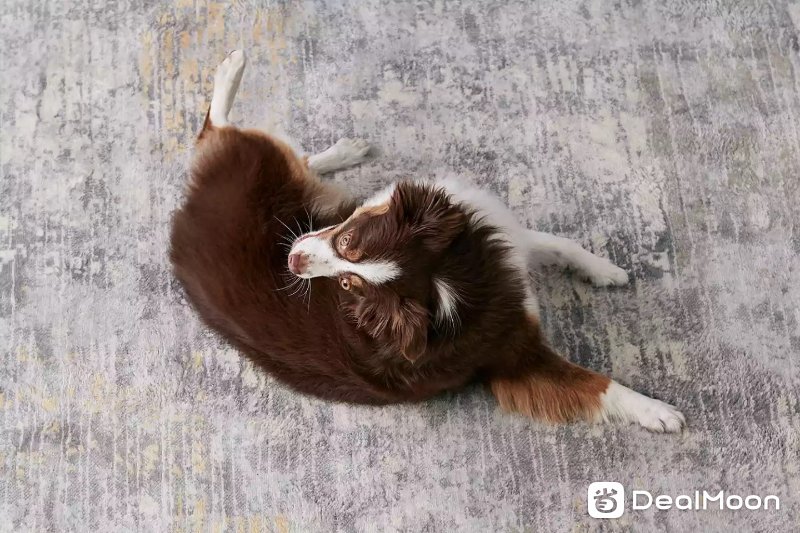 10_fun_and_easy_dog_tricks_1117309_rollover_646-15d6c92a09754203b762db3ba898d5ef.jpg