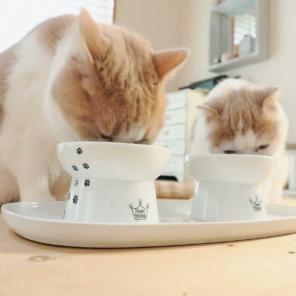猫咪碗托盘
