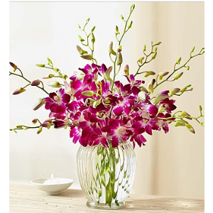 1800flowers 异国风情微风兰花+免费花瓶优惠热卖