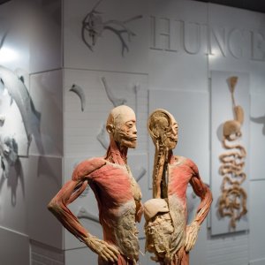 拉斯维加斯塑化人体标本展门票 21起一次最独特的观展体验 北美省钱快报