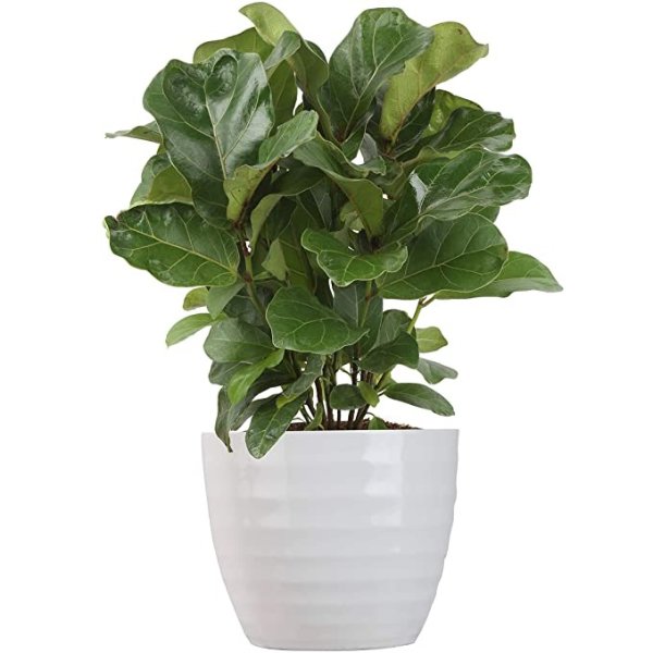 Ficus Lyrata, Little Fiddle Bambino Trending Tropicals Collection Live Indoor Plant, 1-Foot, Green