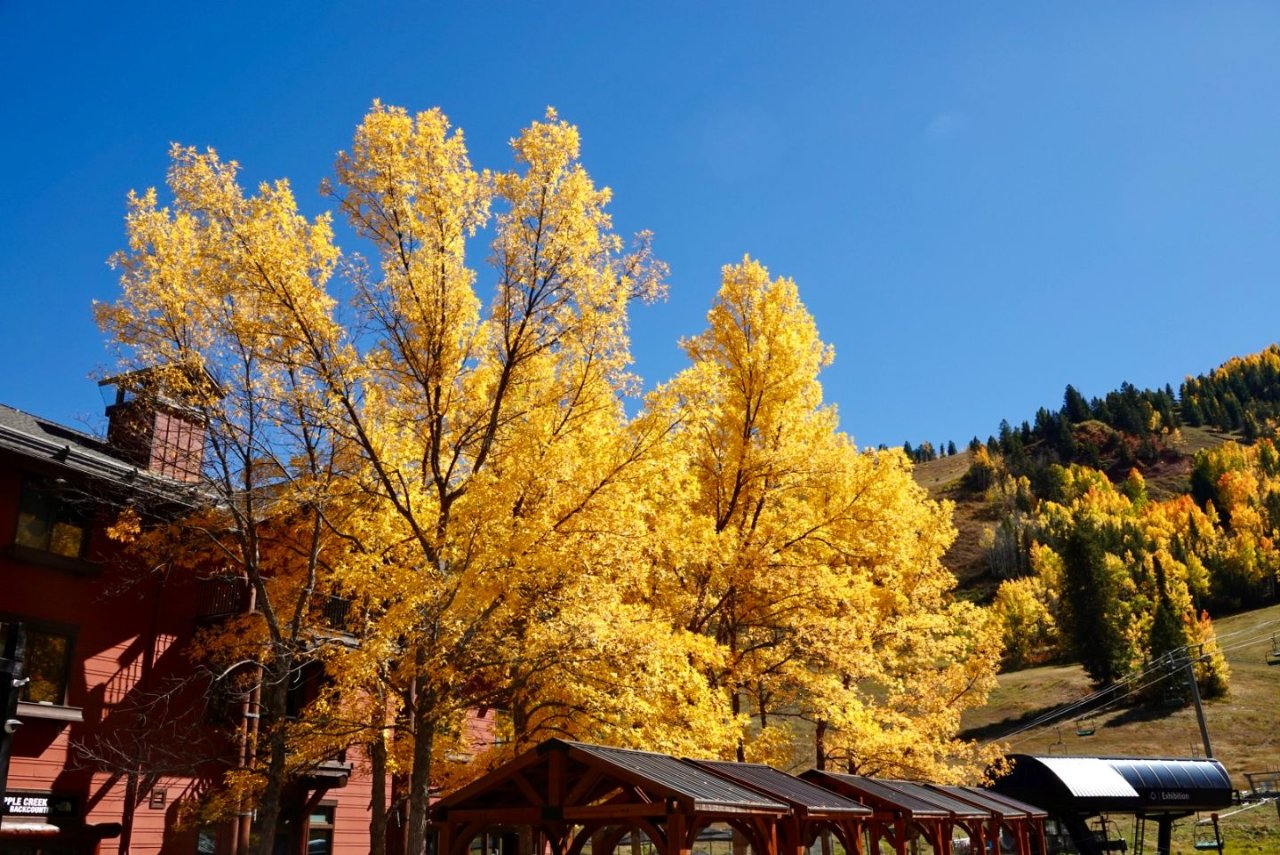 十月的Aspen——一场秋色的盛宴（上）