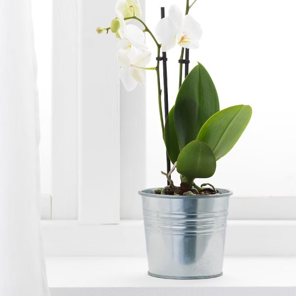 SOCKER Plant pot, indoor/outdoor/galvanized, 4 ¼ "