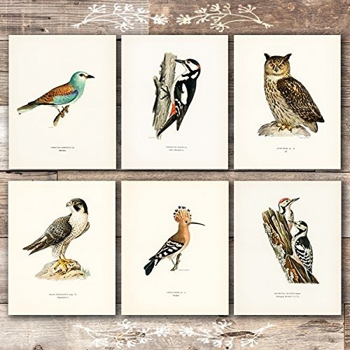 Vintage Bird Art Prints - (Set of 6) - Unframed - 8x10s | Bird Wall Decor