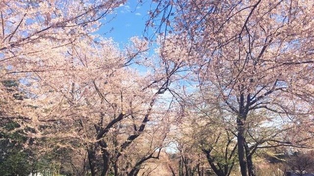 在华盛顿邂逅最美的樱花