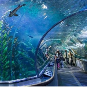 Admission to Aquarium of the Bay