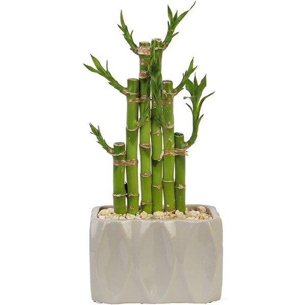 Lucky Bamboo Live Indoor Tabletop Plant in Modern Home Decor, 5-Inch White Ceramic Planter