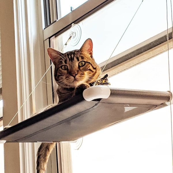 猫咪阳光吊床
