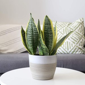 Today Only: Save 20% on Live House Plants