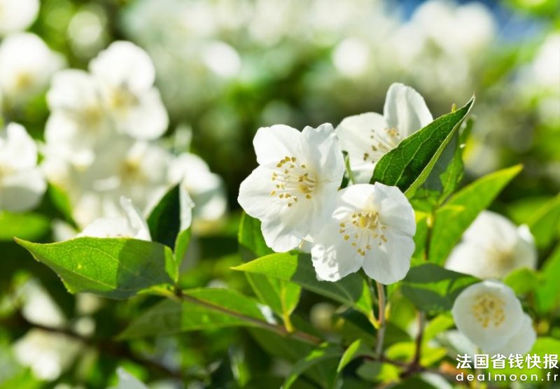 shutterstock_666681052