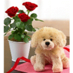 Rose Plant with Plush Puppy