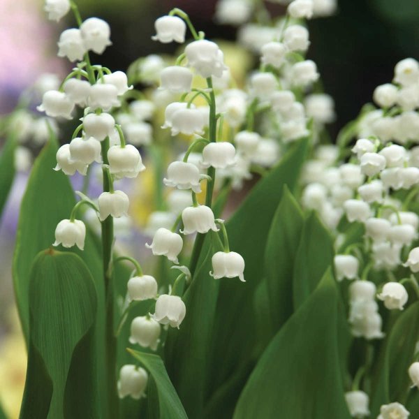 Lily of the Valley, 48 Bulbs