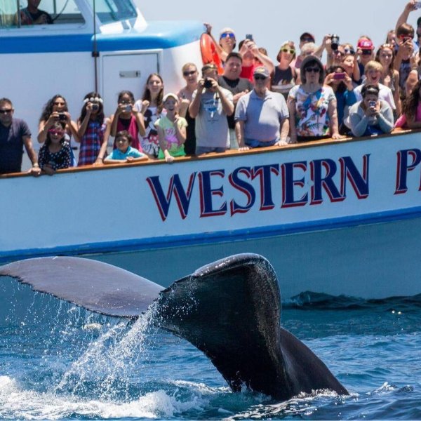 【船票】加州Newport Beach观鲸船(Davey’s Locker whale watching cruises)：全年都是观鲸季