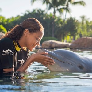 Black Friday Sale Live:Discovery Cove Orlando Black Friday Sale on Dolphin Swim and Theme Park Packages