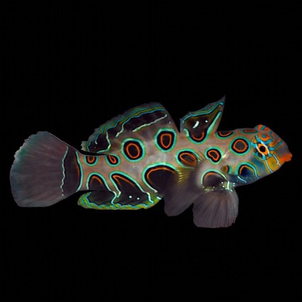 Small Spotted Mandarin Goby for Sale | Petco