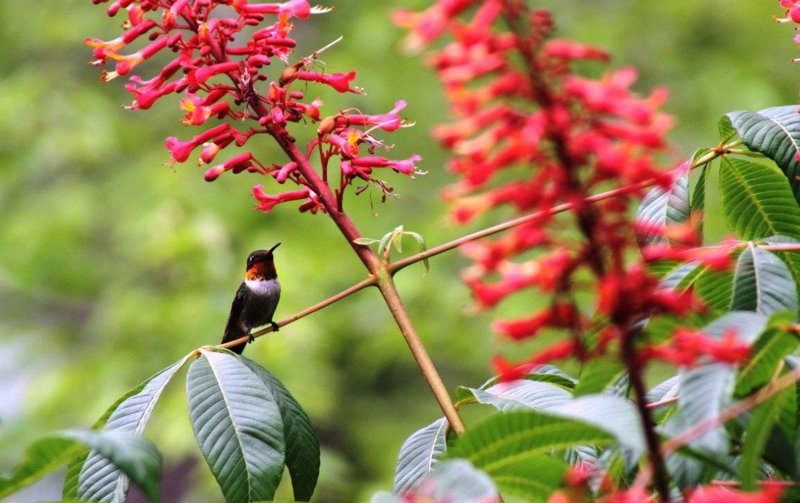 hummingbird-red-buckeye