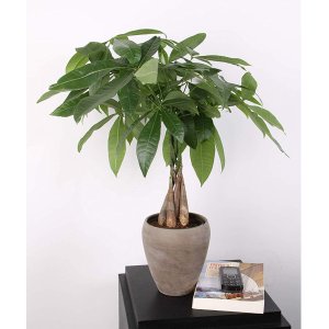 Save on Indoor Plants and Plantcare @ Amazon.com