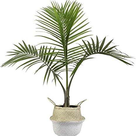Majesty Indoor Palm Tree in Seagrass Basket, 3-Foot, Natural