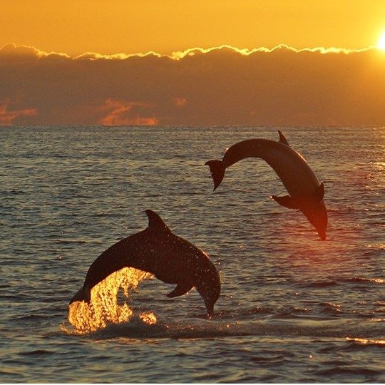 佛州2人海豚观光或日落之旅