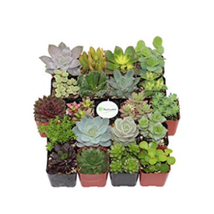Shop Succulents Unique Succulent Collection & Plant Pots@Amazon.com