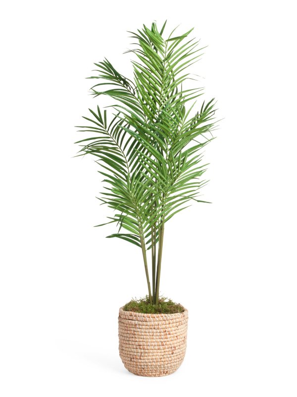 5ft Areca Palm Tree In Woven Basket