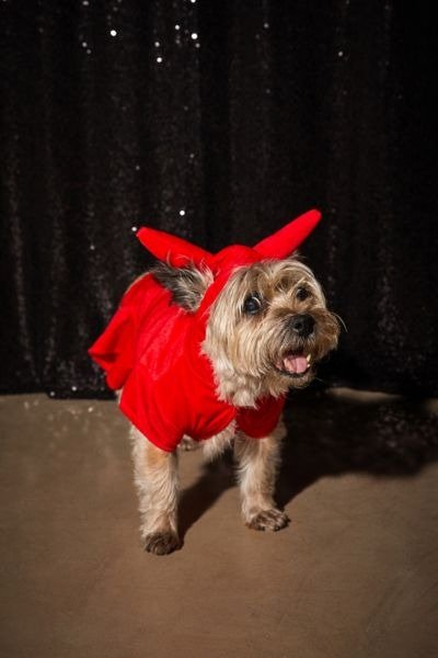 Devil Dog Halloween Costume