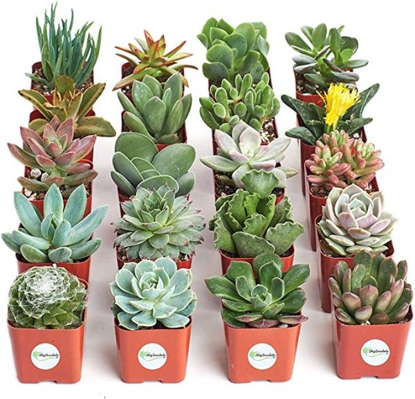Unique Collection of Live Hand Selected for Health, Size | Pack of Succulents, 20