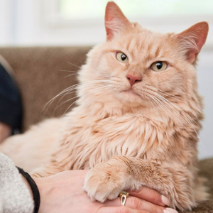 Purina 新猫粮上市，第一款可以减少猫咪毛发过敏原的猫粮