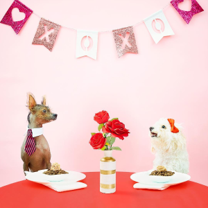 Chewy Pet Valentine's Day Shop