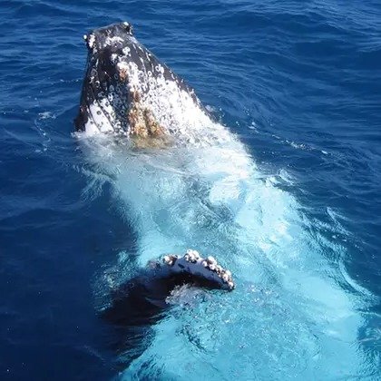 Whale Watching Tickets from Ocean Explorer Cruises (Up to 66% Off). Eight Options Available.