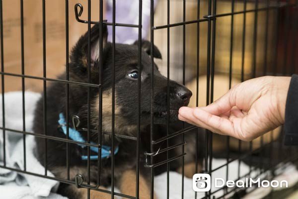 gsd_puppy_in_crate.jpg