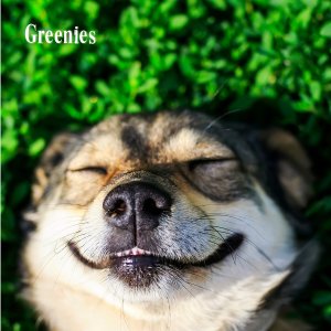 Greenies Pet Dental Treats On Sale