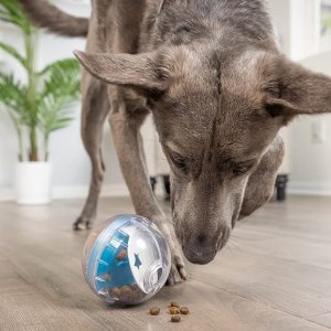 Pet Zone IQ Treat Ball Dog Treat Dispenser Toy Ball
