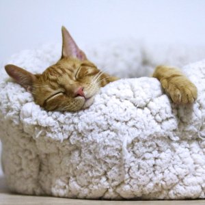 Petco Cat Beds on Sale