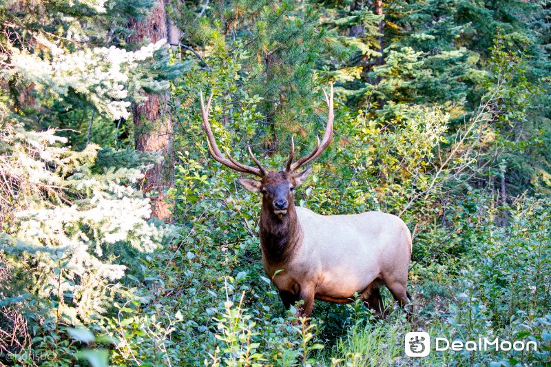elk_93a.jpg