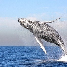 Channel Islands 观鲸游船单人票