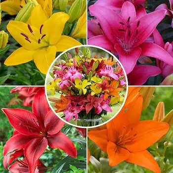 Longfield Gardens Lily Collections, 40 count
