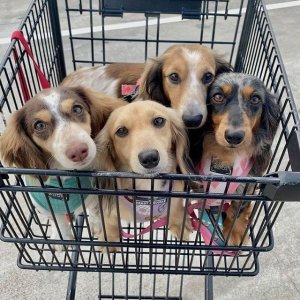 Petco National Dog Day Sale