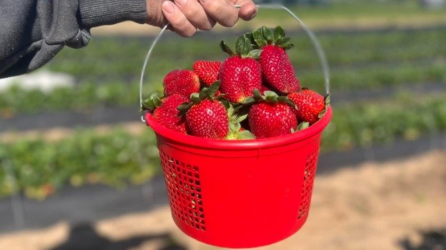 2024达拉斯采摘攻略，新鲜大草莓、酸甜黑莓、有机蔬果...达拉斯采摘园合集来啦！