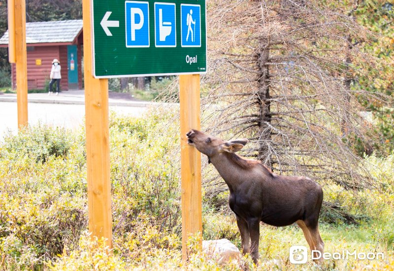 moose_5.jpg
