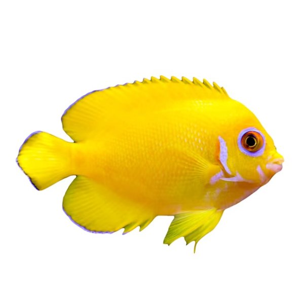 Lemon Peel Angelfish (Centropyge flavissimus) | Petco